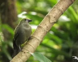 Thraupis palmarum