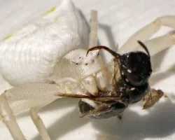 Thomisus onustus