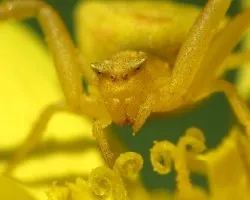 Thomisus onustus