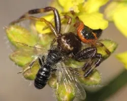 Synema globosum