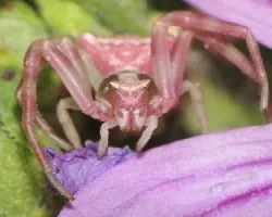 Thomisus onustus