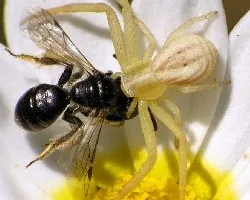 Runcinia grammica
