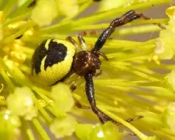 Synema globosum
