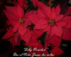 Euphorbias pulcherrimas