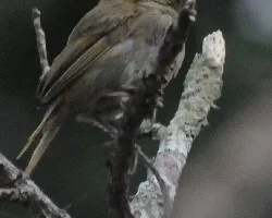 Tiaris olivaceus