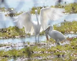 Egretta thula