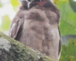 Lophostrix cristata