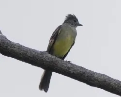 Elaenia flavogaster