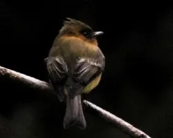 Empidonax atriceps