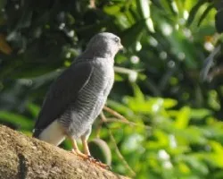 Buteo nitidus