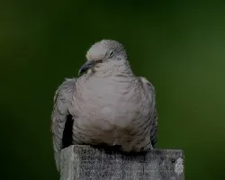 Columbina inca