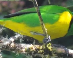 Chlorophonia callophrys