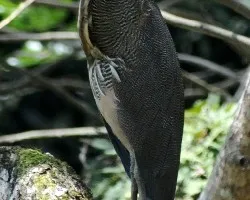 Tigrisoma mexicanum