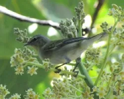 Geothlypis trichas