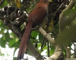Piaya cayana