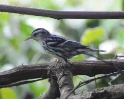 Mniotilta varia