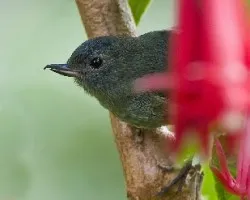 Diglossa plumbea
