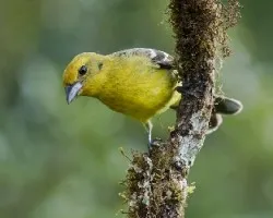 Piranga bidentata