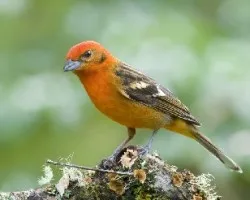 Piranga bidentata