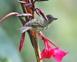 Diglossa plumbea