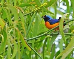 Euphonia elegantissima