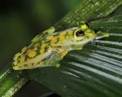 Ranitas