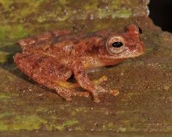 Ranitas