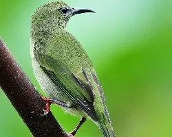 Cyanerpes cyaneus