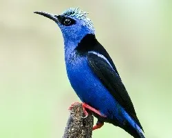 Cyanerpes cyaneus
