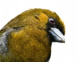 Semnornis frantzii