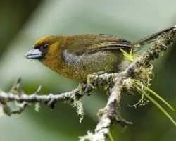 Semnornis frantzii