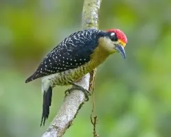 Melanerpes pucherani