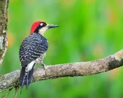 Melanerpes pucherani