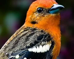 Piranga bidentata