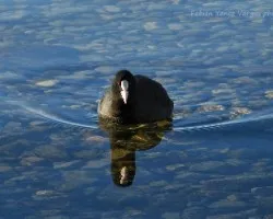 Fulica atra