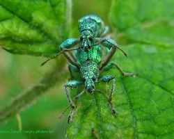 Phyllobius urticae