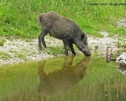Sus scrofa