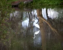 Reflejos1