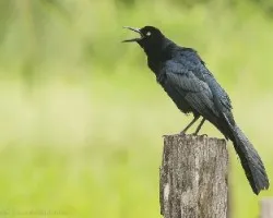 Quiscalus mexicanus