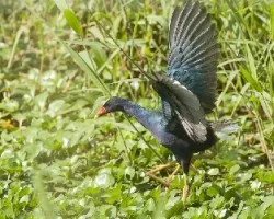 Porphyrio martinica