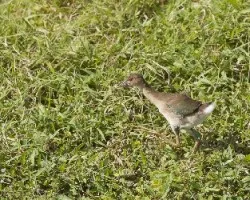 Porphyrio martinica