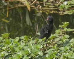 Porphyrio martinica