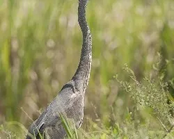 Ardea herodias