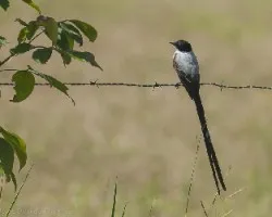Tyrannus savana
