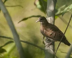 Palomita