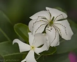Arañita