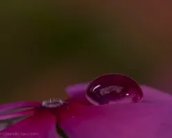 Gota