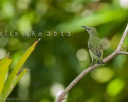 Feliz año 