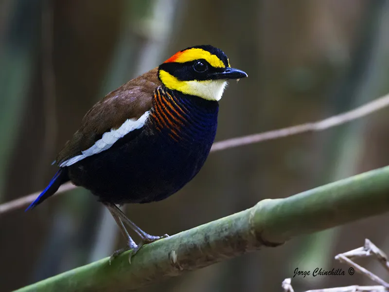 Si Phangnga National Park, Far South