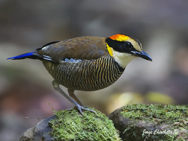 Si Phangnga National Park, Far South